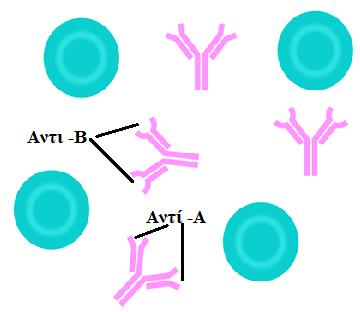 ΟΜΑΔΑ Ο Οριςμζνα άτομα δεν ζχουν ςτθν επιφάνεια των ερυκροκυττάρων τουσ τα αντιγόνα Α και Β, γι αυτό ανικουν ςτθν ομάδα Ο.