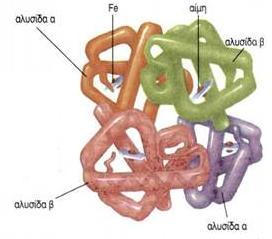 Αιμοςφαιρίνη Α Ανταλλαγή αερίων Αποτελείται από δφο πολυπεπτιδικζσ αλυςίδεσ, ανά δφο όμοιεσ (α 2 β 2 ).