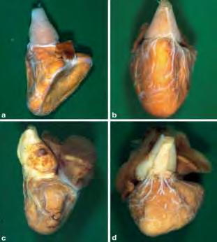 Στην Ιριδίζουσα πέστροφα Oncorhynchus mykiss οι Graham & Farrell (1992) έδειξαν ότι το πάχος του εξωτερικού συμπαγούς μυοκαρδίου ποικίλει ανάλογα με τον «τρόπο ζωής» και το περιβάλλον του ψαριού.
