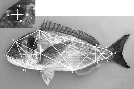 λόγο: μήκος κεφαλής / σταθερό μήκος σώματος, αν και τα εκτρεφόμενα ψάρια είχαν πιο πεπλατυσμένο κεφαλικό προφίλ σε σύγκριση με τα άγρια.