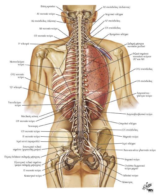ΝΩΤΙΑΙΟΣ ΜΥΕΛΟΣ Είναι κυλινδρική ελαφρώς αποπλατυσμένη δομή από μπροστά προς τα πίσω. Προστατεύεται από τους σπονδύλους, τους συνδέσμους και τους μύες.