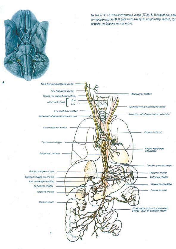 ΠΝΕΥΜΟΝΟΓΑΣΤΡΙΚΟ ΝΕΥΡΟ ΠΝΕΥΜΟΝΟΓΑΣΤΡΙΚΟ ΝΕΥΡΟ Αποτελείται από κινητικές, αισθητικές, παρασυμπαθητικές (σπλαγχνοαισθητικές και σπλαγχνοκινητικές)