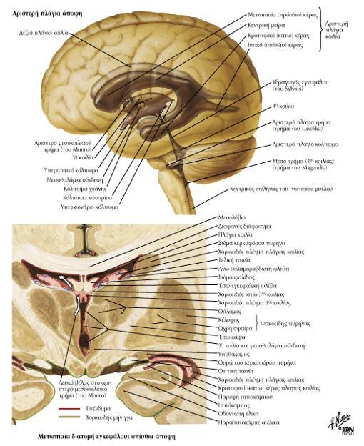 ΣΥΣΤΗΜΑ ΤΩΝ ΚΟΙΛΙΩΝ ΚΑΙ ΕΓΚΕΦΑΛΟΝΩΤΙΑΙΟ ΥΓΡΟ (ΕΝΥ) Το σύστημα των κοιλιών του εγκεφάλου αποτελείται από τέσσερις κοιλότητες που λέγονται κοιλίες.