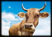 Application Big animals / Farm animals Anima-Strath liquid Anima-Strath