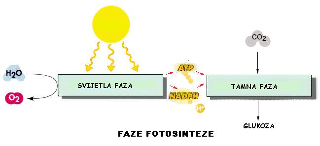 FOTOSINTEZA Na Zemlji postoji život zahvaljujući Sunčevoj energiji i organizmima koji ju mogu iskorištavati.