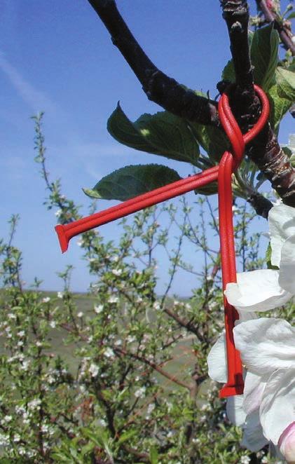 18 Agrenda ΕΠΕΝ ΥΣΕΙΣ Προτεραιότητα στα μέλη των ομάδων Τον Μάιο η δεύτερη προκήρυξη Κομφούζιο με μηλοειδή, πυρηνόκαρπα Δέσμευση των αρμοδίων για εξόφληση των δικαιούχων της πρώτης πρόσκλησης μέχρι