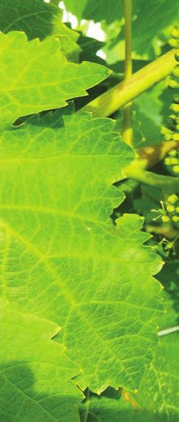 επιτραπέζιου σταφυλιού «Crimson Seedless» παρατηρείται στα χωριά του Κιλκίς και στην Κρύα Βρύση Γιαννιτσών, µε πολλούς α- γρότες των δύο περιοχών να στήνουν δυναµικούς «πυρήνες» της καλλιέργειας, που