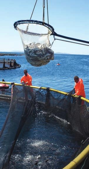 B10 32 Agrenda ΕΠΙΧΕΙΡΗΣΕΙΣ Mε Αmerra το σχέδιο «Nemo» για το νέο σχήμα Σελόντα-Νηρέα Στόχος η ανακοπή του ανταγωνισμού από την πλευρά της Τουρκίας Στα 70 εκατ.