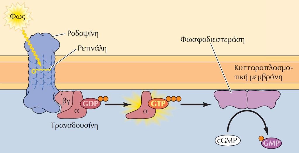 Ο ρόλος του cgmp στους φωτοϋποδοχείς Η απορρόφηση φωτός από τη ρετινάλη ενεργοποιεί τον συνδεδεμένο με πρωτεΐνη G υποδοχέα που ονομάζεται ροδοψίνη.