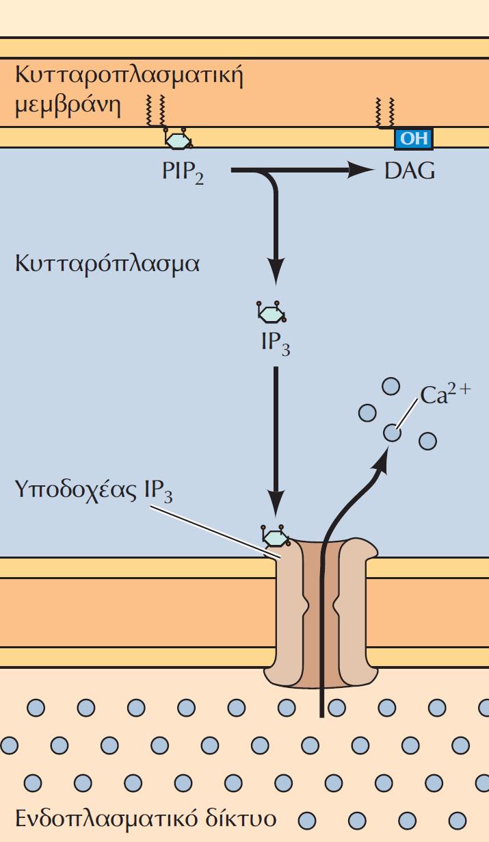 Κινητοποίηση ιόντων Ca2+ από την IP3 Ιόντα Ca2+ αντλούνται από το κυτταροδιάλυμα στο ενδοπλασματικό δίκτυο, το οποίο λειτουργεί ως ενδοκυτταρική αποθήκη Ca2+.