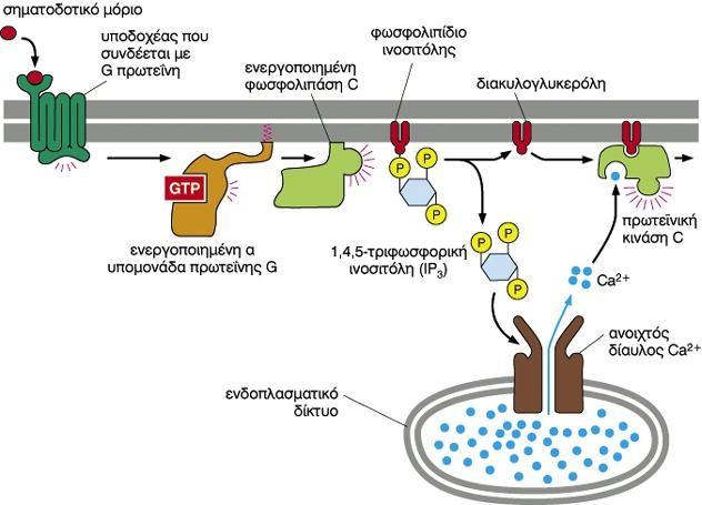 Τα ιόντα Ca2+ δρουν συνεργιστικά με την DAG