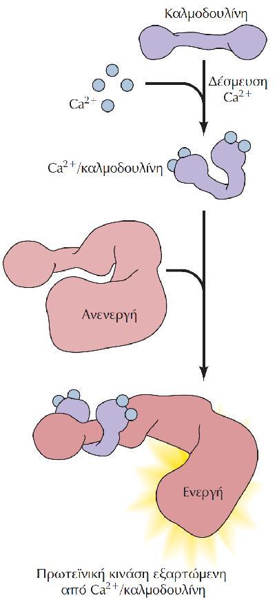 Ο μηχανισμός δράσης της καλμοδουλίνης. Η καλμοδουλίνη είναι μια πρωτεΐνη με σχήμα αλτήρα που διαθέτει τέσσερις θέσεις δέσμευσης ιόντων Ca2+.