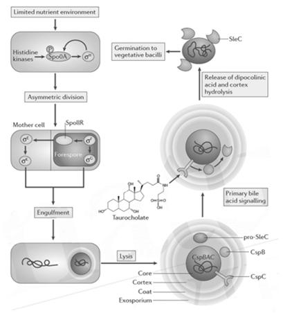 difficile Nat Rev Microbiol.