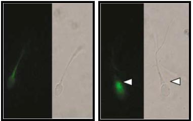, β4- - in vitro. 3.1.2. ё - ё - 40 22 γ8, : 1) (AnV /PI ); β), V (AnV+/PI ); 3), V PI (AnV+/PI+); 4), PI (AnV /PI+).