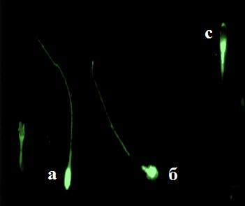 (AnV+/PI )- 4- β00 H 2 2 β,7,. (a) А - V-FITC ; ( ) - ; (c) -. 10 μц 10. V-FITC in vitro β00 H 2 2 ( ё ) PI.