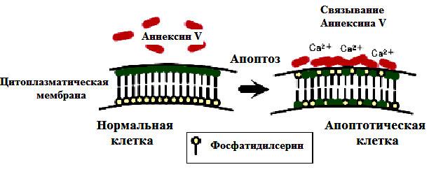 2. -,, V Ca 2+ e a AnV-FITC a o. o o e AnV- a /PI- a (AnV /PI ). a a o a o ( ) e - a e.