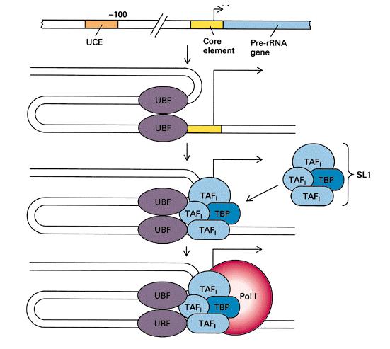 Factorii de translaţie şi mecanismul lor de acţiune Iniţierea eif-2 - Activează complexul Met-ARNt met eif-3 - Asigură unirea subunităţii 40S la CAP-ul ARNm eif-4a - Recunoaşte CAP-ul şi asigură