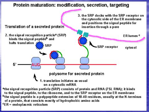 Elongarea eef-1α - Asigură unirea aminoacil-arnt la ribozom; eef-1βγ - Asigură hidroliza GTP; eef-2 - Asigură translocarea ribozomului; Terminarea Factorii de terminare sunt încă puţin studiaţi