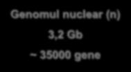 Particularităţile genomului uman Genomul nuclear (n) Genomul mitocondrial 3,2 Gb 16,6 kb ~ 35000 gene 37 de gene ADN genic 25% ADN extragenic 75% ADN codant 10% ADN necodant 90% Secvenţe unice sau în