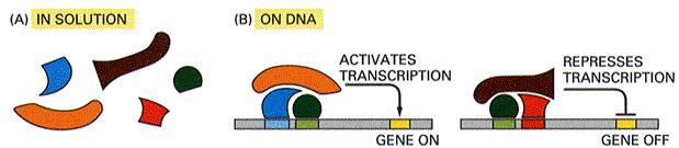 Reglarea la nivel transcripţional!!! Activarea genei prin inducţie hormonală şi transducţie!