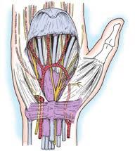 Κεφάλαιο 1 10 Ανατομία και εξέταση του χεριού, του καρπού, του αντιβραχίου και του αγκώνα ΕΙΚΟΝΑ 1-19 Η παλαμιαία ανατομία κάτω από την παλαμιαία απονεύρωση.