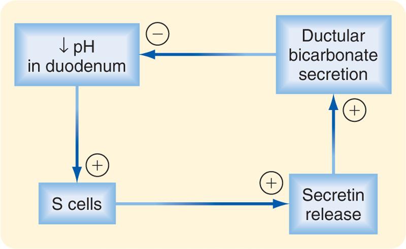 Σεκρετίνη S-κύτταρα 12δακτύλου Παράγεται όταν ph δωδεκαδακτύλου < 4,5 και από ΛΟ µακράς αλύσου ρα στους πόρους