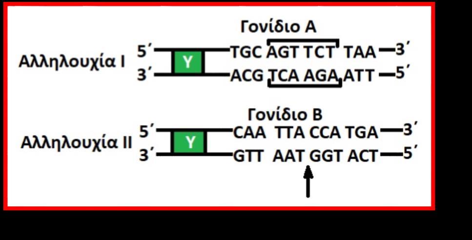 α. Ποια από τις δύο ενδονουκλεάσες πρέπει να χρησιμοποιηθεί και γιατί; β. Ποια είναι η κωδική αλυσίδα του γονιδίου Β και ποια είναι η κωδική αλυσίδα του γονιδίου Α; γ.