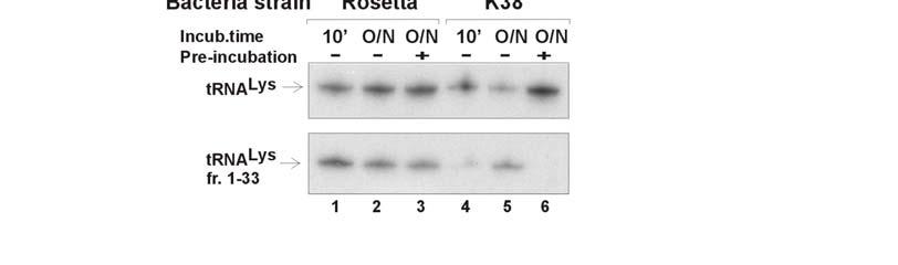 תמונה 3.3 השוואת רמת ביטוי חלבון ופעילות in-vitro של PrrC בחיידקי BL1-2,Rosetta ו- K38. trnas המבטא ביתר prare המכילים את פלסמיד Rosetta בחיידקי PrrC-D222E רמת ביטוי חלבון A.