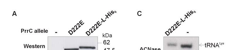 תמונה 3.7- השוואת רמת ביטוי חלבון ופעילויות in vivo ACNase ו- in vitro של PrrC-D222E ללא ועם תווית.A,B.