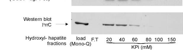 בחלק התחתון של התמונה מוצגת אנליזת Western blot לנוכחות.Flow through F.T.PrrC ג.