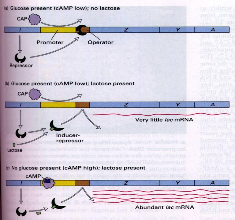 ביטוי. .Blot. In-vitro פלסמידים). - PDF Free Download