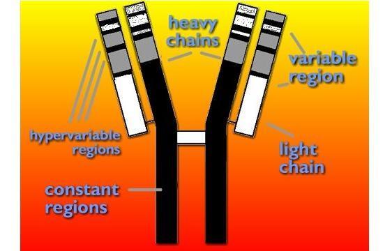 נוגדן מחולק ל- Fab ו- Fc (כפי שמתואר) החלק Fab (החלק העליון בנוגדן) מורכב משהשרשראות הקלות, וחלק מהכבדות. והוא כולל את החלק המשתנה בנוגדן.