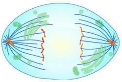 למשל: בזמן חלוקת התא הכרומוזמים נעים ממרכז התא אל