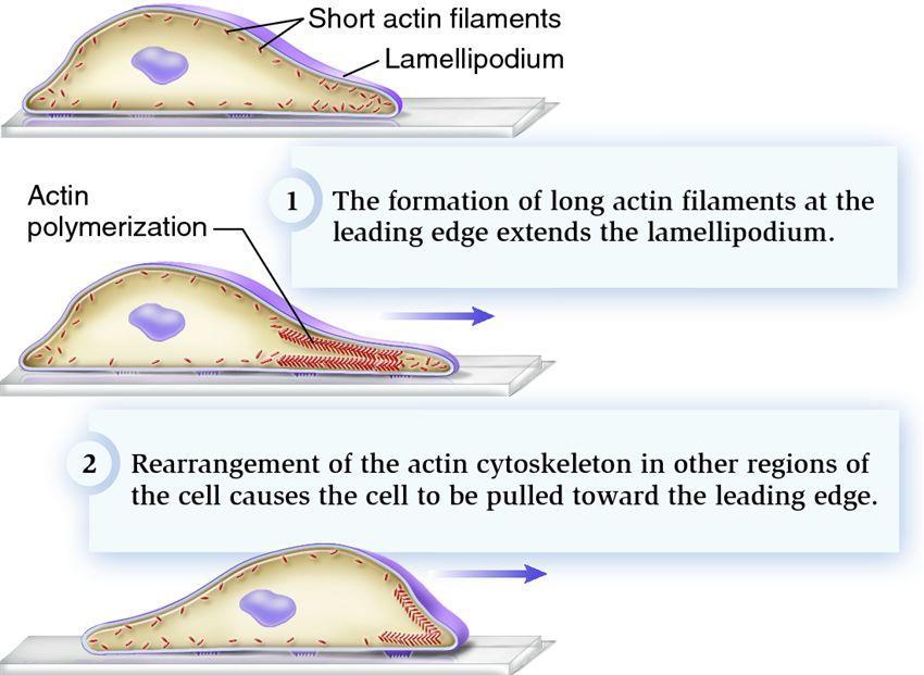 תנועה של התא כולו amoeboid movement היא תנועה שנעשית ע"י דחיסת תנועה אמבואידלית הציטופלזמה לתוך שלוחה הנוצרת בכיוון התנועה.