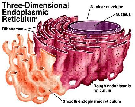 Endoplasmic reticulum E.R. בתוך הציטופלסמה נמצאת מערכת מסועפת של קרומים היוצרת רשת של צינורות שטוחים. רשת קרומים זו מהווה המשך רציף של קרום התא. בחלק מאזורי הרשת נמצאים מעין כדורים קטנים, צמודים לרשת.