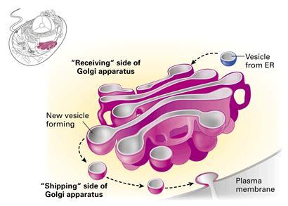 Golgi apparatus אוסף של שלפוחיות קרום פחוסות, בדר"כ 4-6, בקוטר של מיקרון בערך, המוקפות בשלפוחיות קטנות יותר. חלבונים ושומנים מהרשת התוך תאית מגיעים למערכת גולג'י ועוברים בה כמה שינויים כימיים.