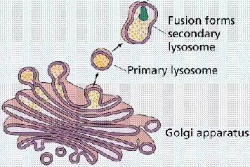 = lysis פירוק = soma גוף, גופיפים