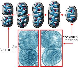 המיטוכונדריה מכפילים את עצמם בלי תלות בהכפלת התא בו הם נמצאים.