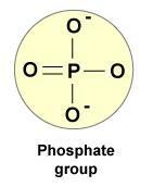 adenosine monophosphate energy ואח"כ להוסיף