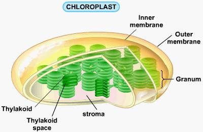 plastos chloros ירוק = ; צורה = נמצאים רק בחלקי הצמח הירוקים נותנים להם את צבעם. אברונים גדולים, באורך של כ 5 מיקרון. הכלורופלסט מוקף בשני קרומים.