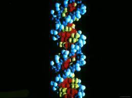 רקמה(, לכן מולקולת ה DNA
