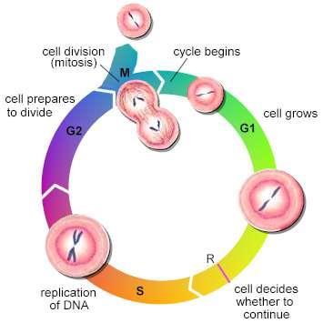 Growth 2 (Gap 2) שלב G 2 גם כן שלב של גידול, ייצור של חלבונים וחומרים נוספים. Mitosis שלב M G 1 שלב קצר יחסית לאחרים.