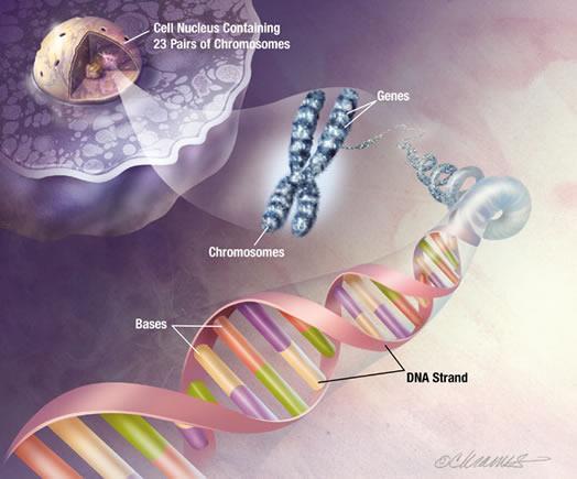 ה DNA בגרעין נמצא בכרומוזומים.