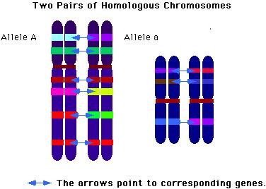 .)homos )שווה = גן הוא קטע כרומוזום המקדד לתכונה מסוימת או לפעולה מסוימת.