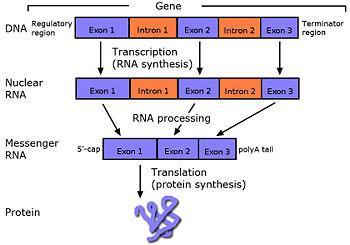 מולקולת RNA עוברות "עריכה" אחרי היווצרותה. 95% מה DNA בנוי מרצפי נוקלאוטידים שאינם מקדדים לחלבונים )כמו קטעי ג'יבריש בתוך טקסט(.