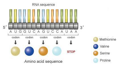 mrna עובר בין שתי תת-היחידות של הריבוזום. mrna הוא מולקולה הבנויה משרשרת של נוקלאוטידים. בשרשרת זו נמצא המידע כיצד לייצר חלבון כלשהו.