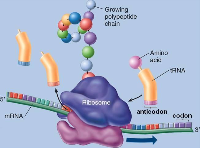 מולקולות ה mrna עוברות שוב ושוב דרך הריבוזומים. נבנות על פיהן מולקולות חלבון כל עוד יש צורך בבנייתן.