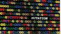 מוטציה היא שינוי ברצף הנוקלאוטידים ב.DNA מוטציות הן נדירות, מעריכים שקורות ב אחד מתוך 100,000 תאי רבייה באדם.