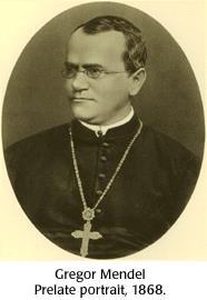 גרגור מנדל )1882-1884( היה