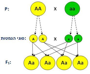 נהוג לסמן את האללים באותיות לועזיות, כשהאלל הדומינטי מסומן באות גדולה.